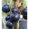 Juodieji serbentai - Ribes nigrum INTERCONTINENTAL
