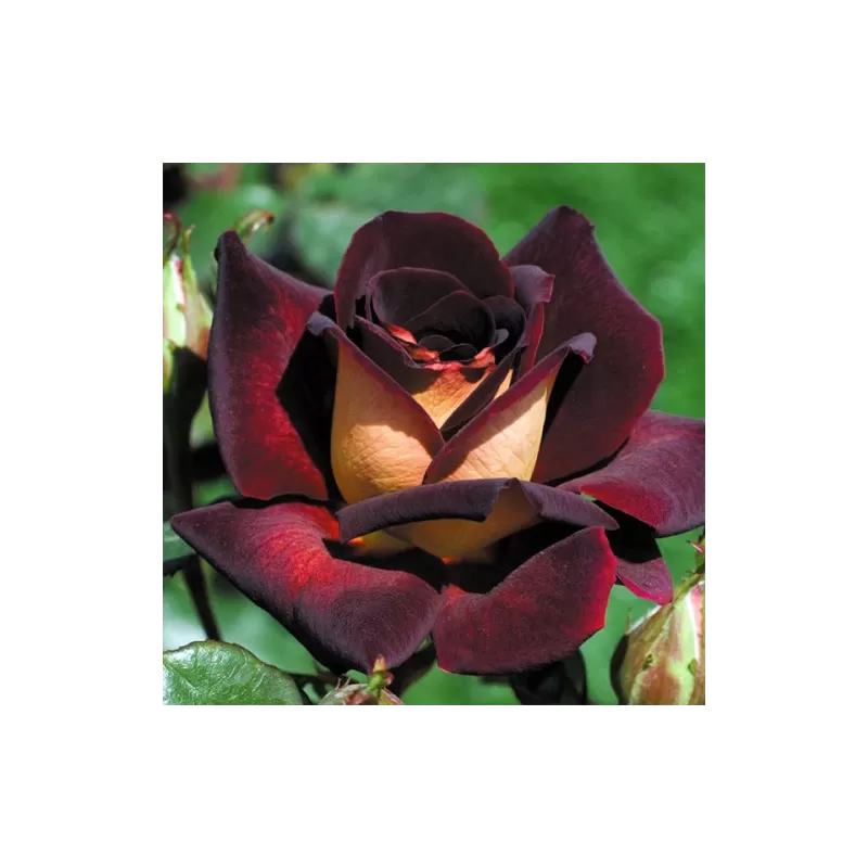 Rožė - Rosa EDDY MITCHELL (Black Gold) Konteineris C4R Poskiepis