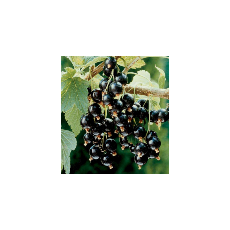 Juodieji sebentai - Ribes nigrum BEN SAREK