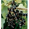 Juodieji sebentai - Ribes nigrum BEN SAREK