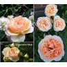 Rožė - Rosa GENEVIEVE ORSI ® 2024 M.