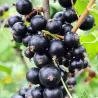 Juodieji sebentai - Ribes nigrum BEN SAREK