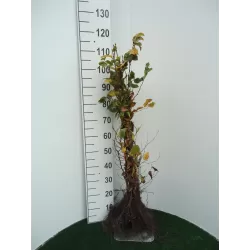 Paprastųjų skroblų sodinukai su pristatymu į namus