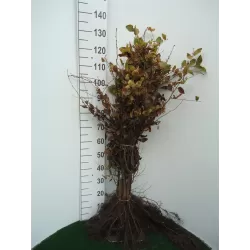 Paprastųjų skroblų sodinukai su pristatymu į namus