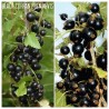 Juodieji serbentai - Ribes nigrum BEN NEVIS