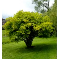 Juoduogis šeivamedis Aurea - Sambucus nigra AUREA
