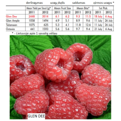 Raspberry - Rubus idaeus GLEN DEE®
 Container-12Ø