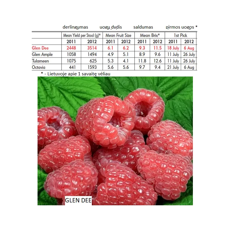 Raspberry - Rubus idaeus GLEN DEE®