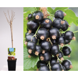 Black Currant - Ribes nigrum RUBEN