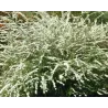 Spiraea cinerea GREFSHEIM
