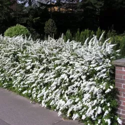 Spiraea cinerea GREFSHEIM