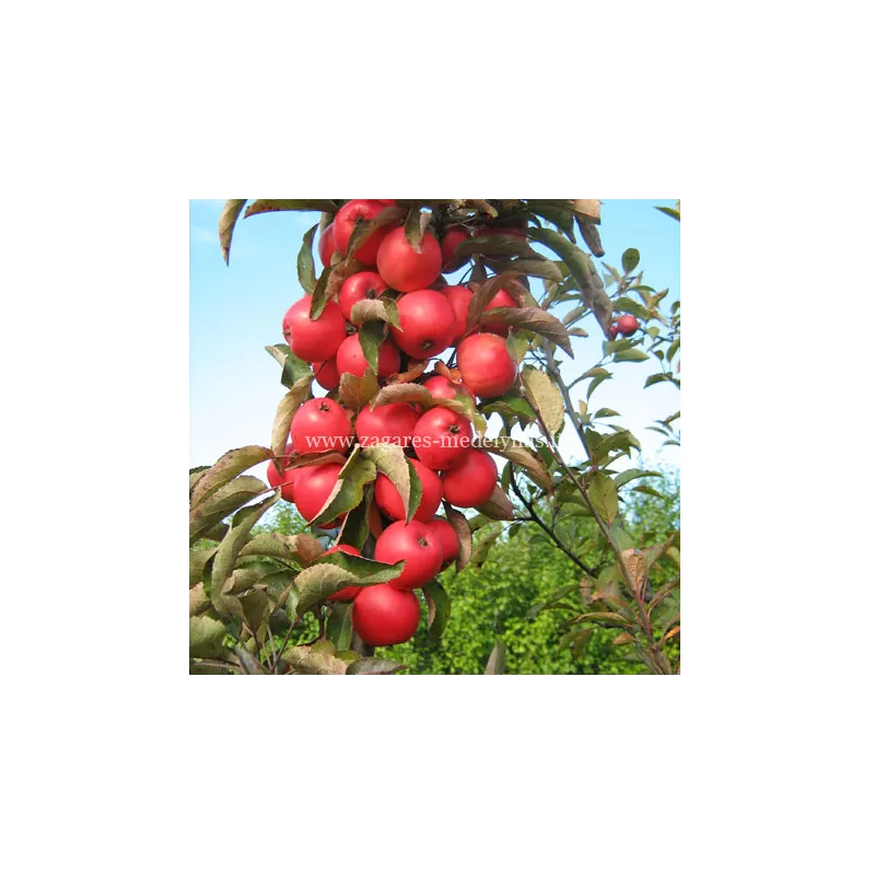 Žagarės sodų vaismedžiai internetu su pristatymu į namus