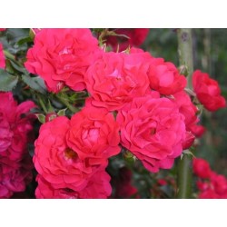 Rožė - Rosa FAIRY QUEEN