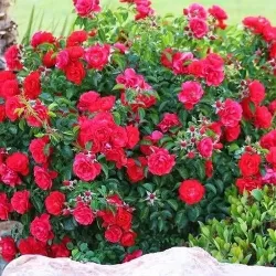 Rožių sodinukai internetu - Fairy Queen (Sperien)