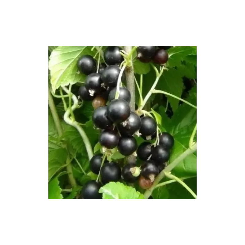 Juodieji serbentai - Ribes nigrum RUBEN