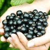 Black Currant - Ribes nigrum RUBEN