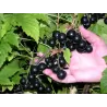 Black Currant - Ribes nigrum RUBEN