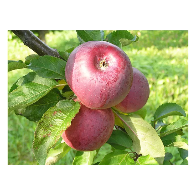 Obelų sodinukai internetu su pristatymu į namus