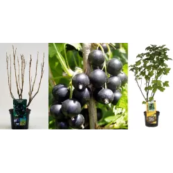 Juodieji serbentai - Ribes nigrum TITANIA