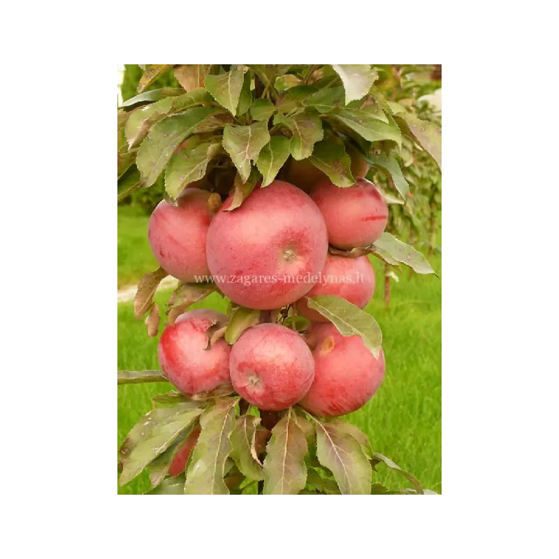 Obelų sodinukai internetu su pristatymu į namus