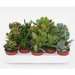 Handelskwekerij Lock B variantas