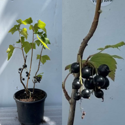 Black Currant - Ribes nigrum DANIELS SEPTEMBER