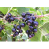 Black Currant - Ribes nigrum DANIELS SEPTEMBER