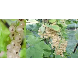 White Currant - Ribes sativum WEISSE LANGTRAUBIGE