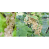 White Currant - Ribes sativum WEISSE LANGTRAUBIGE