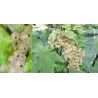 Baltieji serbentai - Ribes sativum WEISSE LANGTRAUBIGE