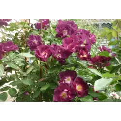 Rosa NIGHT OWL ®