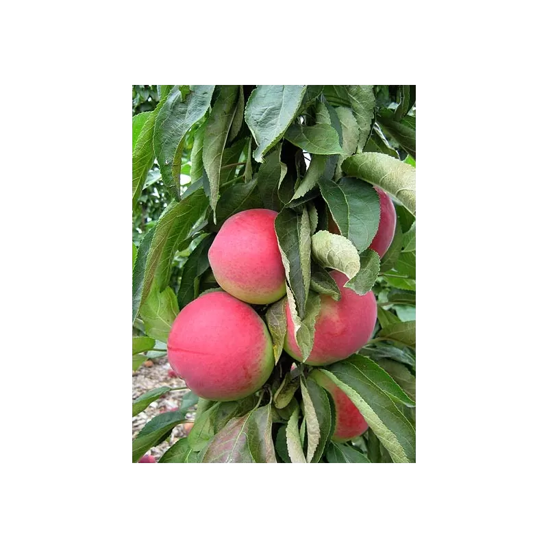 Obelų sodinukai internetu su pristatymu į namus