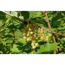 Baltieji serbentai - Ribes sativum WEISSE LANGTRAUBIGE