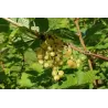 Baltieji serbentai - Ribes sativum WEISSE LANGTRAUBIGE