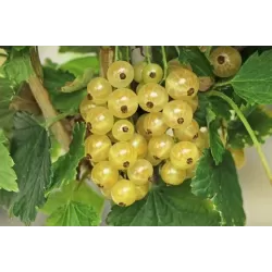 Baltieji serbentai - Ribes sativum WEISSE LANGTRAUBIGE
