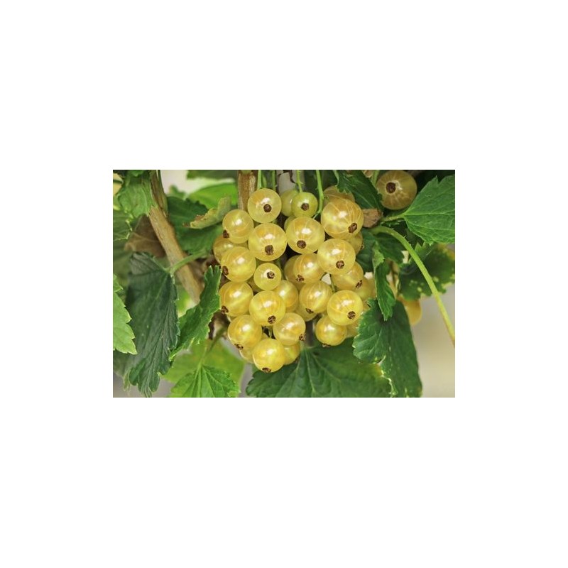 White Currant - Ribes sativum WEISSE LANGTRAUBIGE
