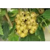 Baltieji serbentai - Ribes sativum WEISSE LANGTRAUBIGE