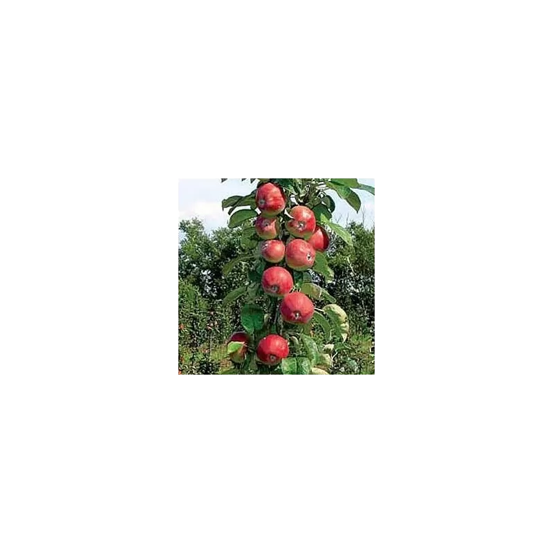 Obelų sodinukai internetu su pristatymu į namus