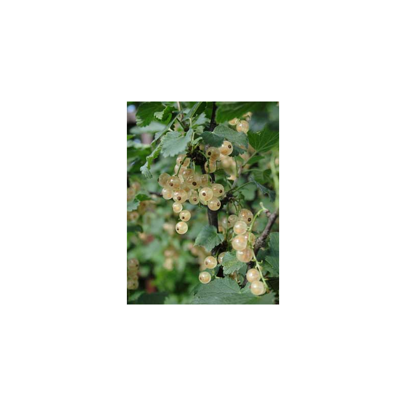White Currant - Ribes sativum JUTENBORGS WHITE
