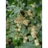 Baltieji serbentai - Ribes sativum JUTENBORGO BALTIEJI