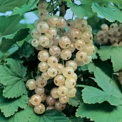 Baltieji serbentai - Ribes sativum JUTENBORGO BALTIEJI