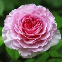 Rožių sodinukai internetu - James Galway (Auscrystal)