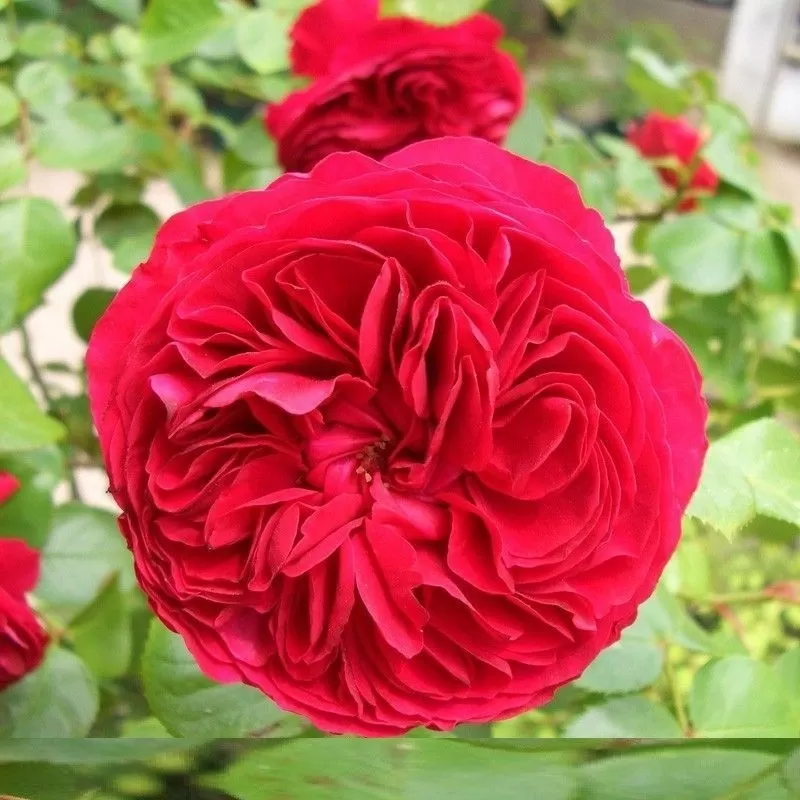 Rosa RED LEONARDO DA VINCI ®