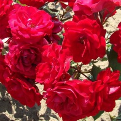 Rožė - Rosa EUROPEANA