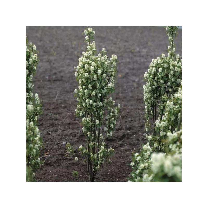 Alksnialapė medlieva - Amelanchier alnifolia Obelisk ®
