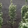 Amelanchier alnifolia Obelisk P23C5 60-80 CM