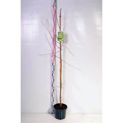 Serviceberry - Amelanchier lamarckii
 Height-150-175CM Form-1 stem Container-35Ø C15 Branching-4 YEARS