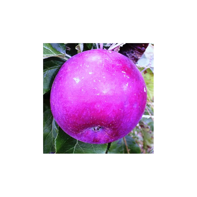 Obelų sodinukai internetu su pristatymu į namus