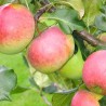 Apple Tree - Malus domestica AUKSIS