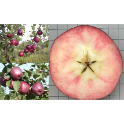 Apple Tree - Malus domestica EGZOTIKA
